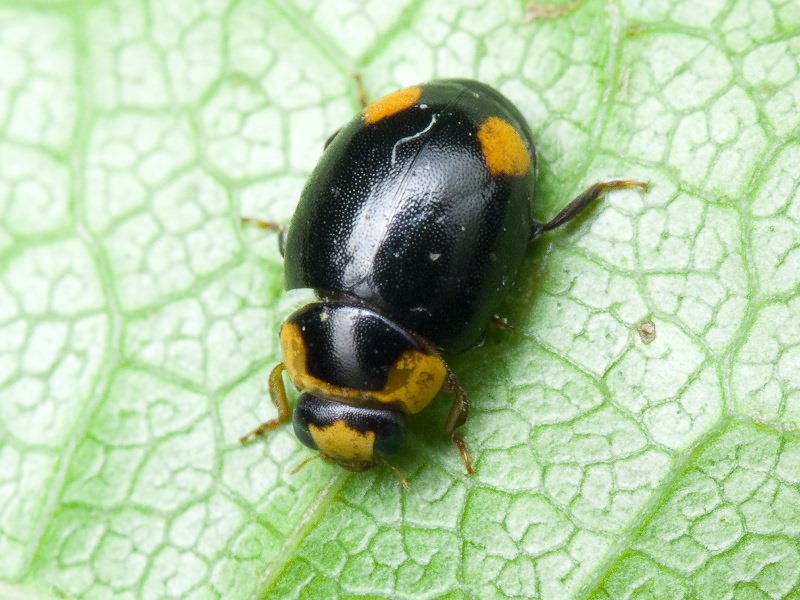 Hyperaspis reppensis (Herbst, 1783)